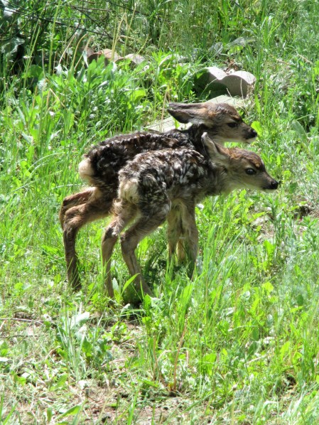 Fawns-2