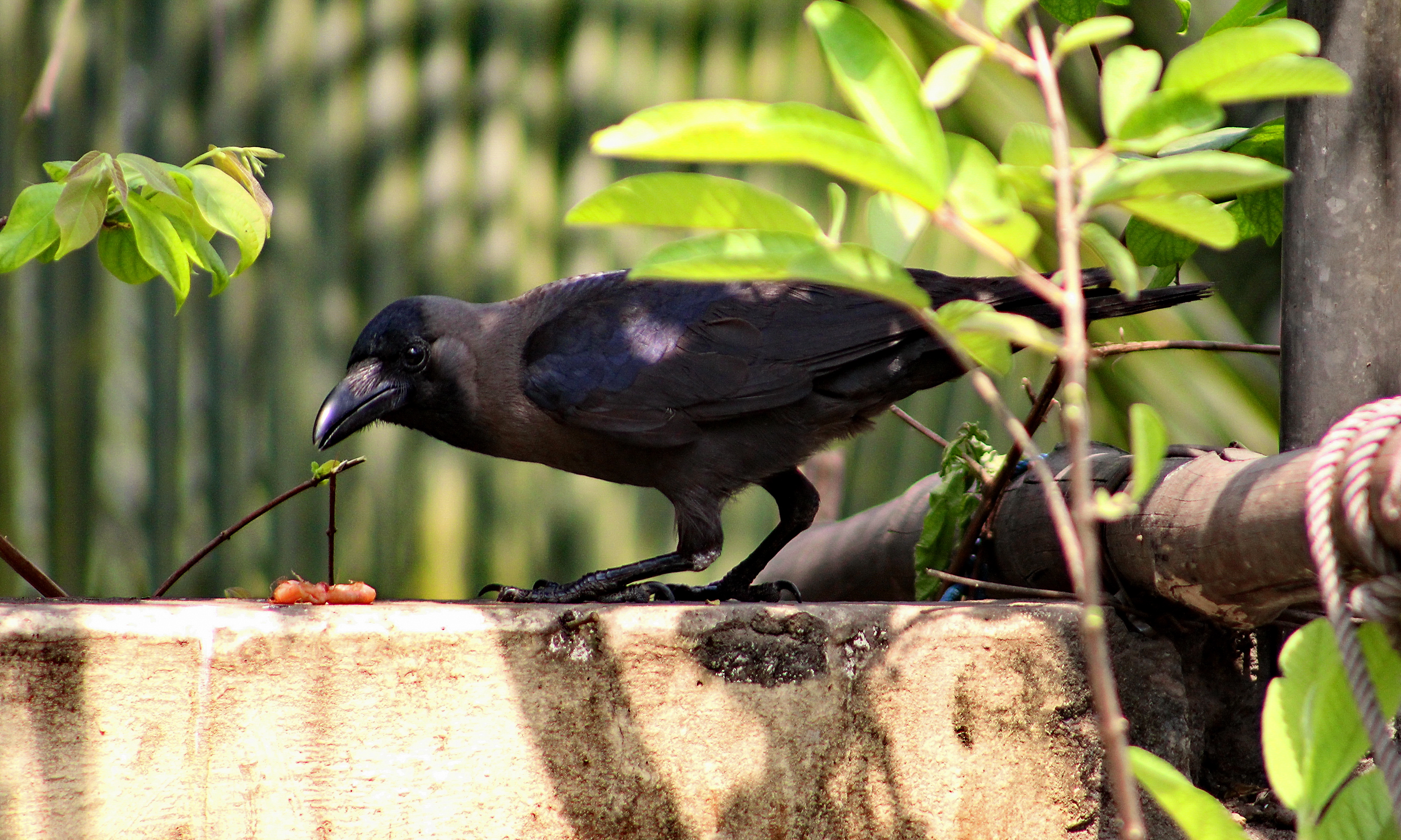 House_Crow_(Corvus_splendens)_in_Shantinagar,_Dhaka,_Bangladesh,_17_March_2015